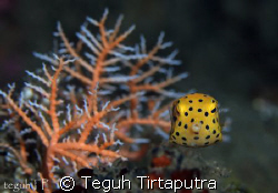 Yellow Boxfish. Captured at Manado, Indonesia. Canon EOS ... by Teguh Tirtaputra 